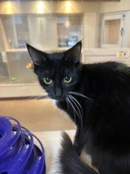 Rescue Domestic Medium Hair and Domestic Short Hair Cats for Adoption in North Charleston, South Carolina - 88905a Lit | PetCurious