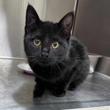 Rescue Domestic Short Hair Cats for Adoption in Milan, Pennsylvania - Tingle | PetCurious