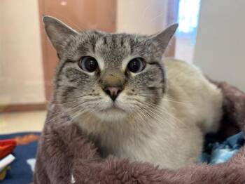 Siamese and Domestic Short Hair Cats Available for Adoption in Black Eagle, Montana - Hawthorne | PetCurious