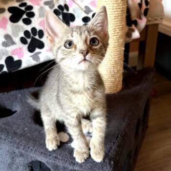 Seinfeld kittens - Elaine -  Domestic Short Hair Cat for Adoption in Washington, District Of Columbia - Seinfeld Kittens - Elaine | PetCurious
