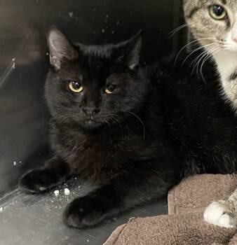 Rescue Domestic Short Hair Cats for Adoption in Morristown, Tennessee - Kit | PetCurious