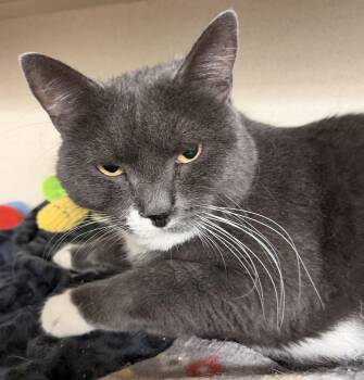 Domestic Short Hair Cats Available for Adoption - Buddy | PetCurious