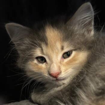 Sprigatito -  Domestic Short Hair Cat for Adoption in Cumming, Georgia - Sprigatito | PetCurious