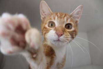 Destruction -  Domestic Short Hair and Extra Toes Cat Hemingway Polydactyl Cat for Adoption in Chestertown, Maryland - Destruction | PetCurious