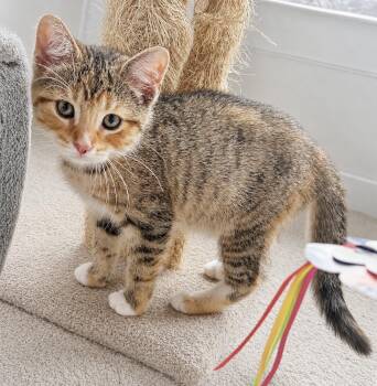 Matcha -  Tabby Cat for Adoption in Pickerington, Ohio - Matcha | PetCurious