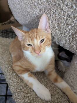 Rescue Domestic Short Hair Cats for Adoption in Ruskin, Florida - Cheddar Bay Biscuit | PetCurious