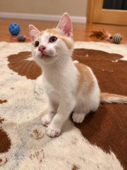 Dennis J -  Domestic Short Hair Cat for Adoption in Fresno, California - Dennis J | PetCurious