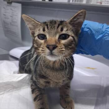 Tom -  Domestic Medium Hair Cat for Adoption in Summerville, South Carolina - Tom | PetCurious