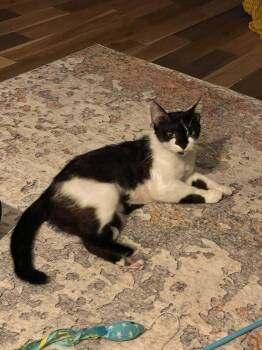 Rescue Domestic Short Hair Cats for Adoption in Inman, South Carolina - Samantha | PetCurious
