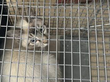 Siamese Cats Available for Adoption in Houston, Texas - A654882 | PetCurious