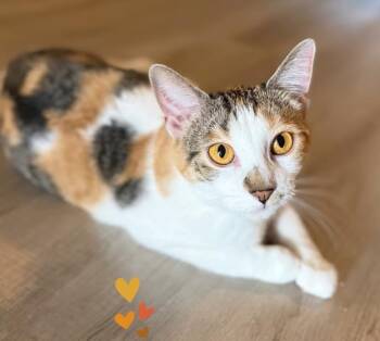 Rescue Domestic Short Hair Cats for Adoption in Reeseville, Wisconsin - Eleanor | PetCurious