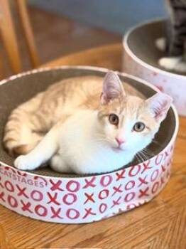 Rescue Domestic Short Hair Cats for Adoption in Boiling Springs, Pennsylvania - JT | PetCurious