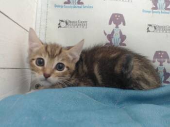 DELTA -  Domestic Short Hair Cat for Adoption in Orlando, Florida - DELTA | PetCurious