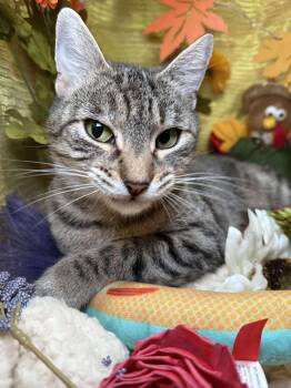 Rescue Domestic Short Hair Cats for Adoption in Ocean Springs, Mississippi - Daisy | PetCurious