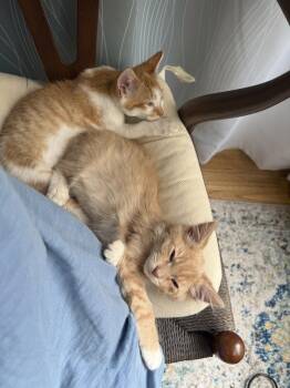 Rescue Domestic Short Hair Cats for Adoption in Encinitas, California - Blossom & Bridey (Bonded Pair) | PetCurious