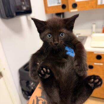 Domestic Short Hair Cats Available for Adoption in West Palm Beach, Florida - Honey Mustard | PetCurious