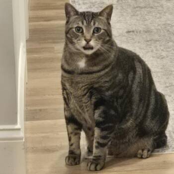 Steve -  Domestic Short Hair Cat for Adoption in Kennebunk, Maine - Steve | PetCurious