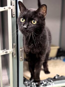 Rescue Domestic Short Hair Cats for Adoption in Pekin, Illinois - Legacy | PetCurious