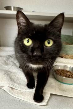 Domestic Short Hair Cats Available for Adoption - *Aurora | PetCurious