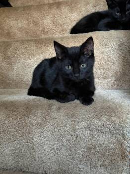 Domestic Short Hair Cats Available for Adoption in Littlestown, Pennsylvania - Geeze Louise (foster) | PetCurious
