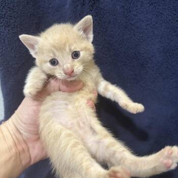 Marmalade -  Domestic Short Hair Cat for Adoption in Oyster Bay, New York - Marmalade | PetCurious
