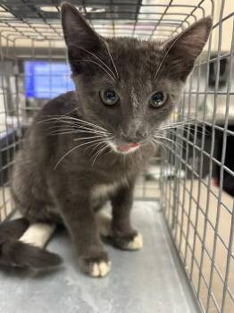 ERWIN SMITH -  Domestic Short Hair Cat for Adoption in Las Vegas, Nevada - ERWIN SMITH | PetCurious