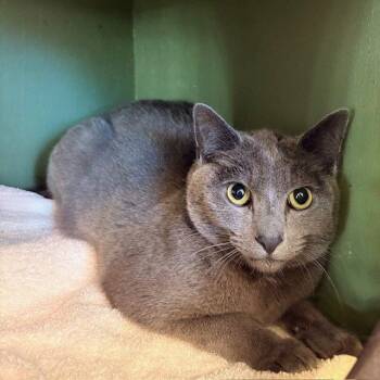 Domestic Short Hair Cats Available for Adoption - Mumu And Pepper | PetCurious