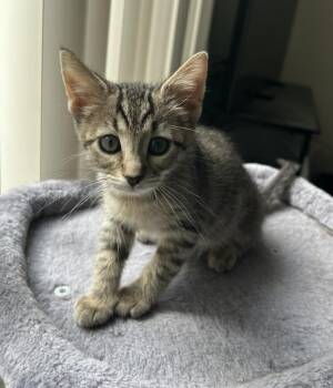 MING -  Domestic Short Hair Cat for Adoption - MING | PetCurious