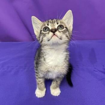 Domestic Medium Hair Cats Available for Adoption in North Myrtle Beach, South Carolina - Carrot | PetCurious