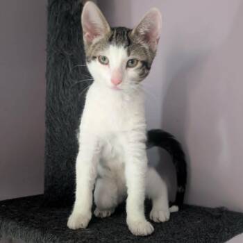 Rosehip - Exceptionally Sweet -  Tabby Cat for Adoption in Hamilton, Ontario - Rosehip - Exceptionally Sweet | PetCurious