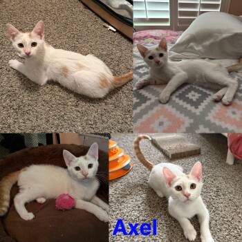 Axel -  Domestic Short Hair and Tabby Cat for Adoption in Visalia, California - Axel | PetCurious