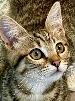 Margherita (bonded with Pepperoni) -  Domestic Short Hair Cat Available for Adoption in Oakland, California - Margherita (bonded With Pepperoni) | PetCurious
