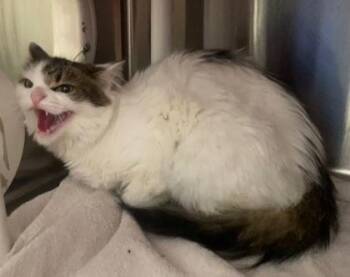 Leah -  Domestic Short Hair Cat for Adoption in Cincinnati, Ohio - Leah | PetCurious