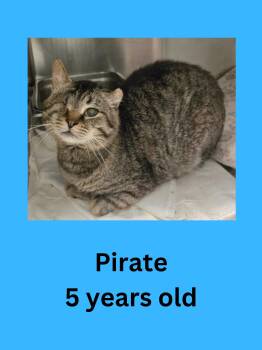 Pirate -  Domestic Short Hair Cat for Adoption in Ravenna, Ohio - Pirate | PetCurious