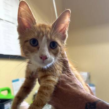 Bobo -  Domestic Short Hair Cat for Adoption in Corinth, Mississippi - Bobo | PetCurious