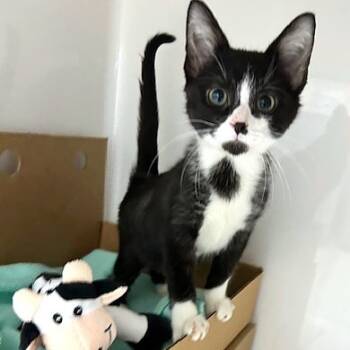 Rescue Domestic Short Hair Cats for Adoption - Feeney | PetCurious