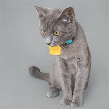 LUMEN -  Domestic Medium Hair Cat for Adoption in St. Louis, Missouri - LUMEN | PetCurious