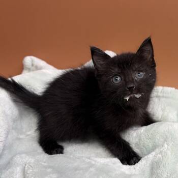 Randall -  Domestic Short Hair Cat for Adoption in San Antonio, Texas - Randall | PetCurious
