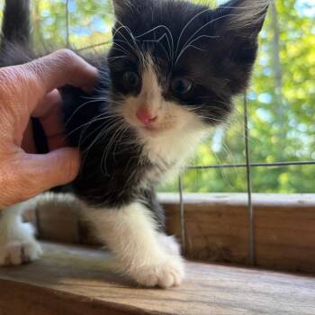 Brandy kitten 4 -  Domestic Short Hair Cat Available for Adoption in Parrish, Alabama - Brandy Kitten 4 | PetCurious