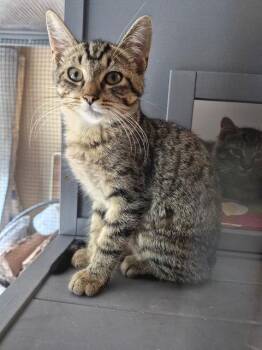 C332 Litter Carlee -  Domestic Short Hair and Tabby Cat for Adoption in Livonia, Michigan - C332 Litter Carlee | PetCurious