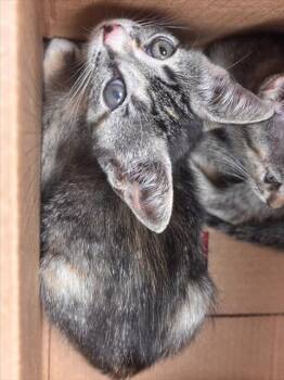 GABBY -  Domestic Short Hair Cat for Adoption in Fort Lauderdale, Florida - GABBY | PetCurious