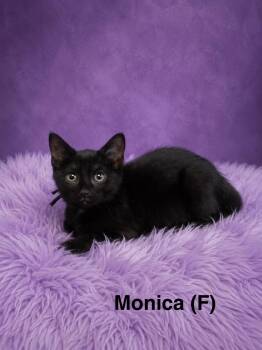 Monica -  Siamese Cat for Adoption in Avondale, Pennsylvania - Monica | PetCurious