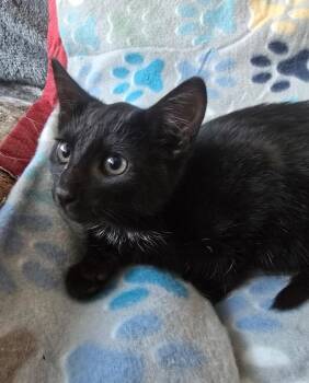 Rescue Domestic Short Hair Cats for Adoption in Spotswood, New Jersey - CLUE | PetCurious