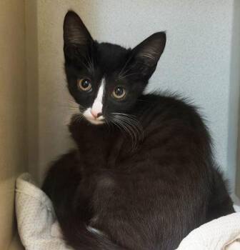 January -  Domestic Short Hair and Siamese Cat for Adoption in Sacramento, California - January | PetCurious