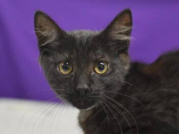 Poe -  Domestic Short Hair Cat for Adoption in Portland, Oregon - Poe | PetCurious