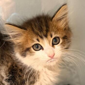 Laurel -  Domestic Long Hair Cat for Adoption in Cumming, Georgia - Laurel | PetCurious