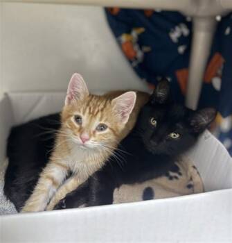 Domestic Short Hair Cats Available for Adoption in Boston, Massachusetts - GROUND BEEF | PetCurious