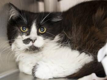 Domestic Long Hair Cats Available for Adoption in Phoenix, Arizona - ALI CAT | PetCurious