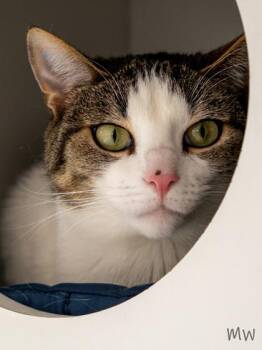 Manchas -  Domestic Short Hair Cat for Adoption in Fairfax, Virginia - Manchas | PetCurious