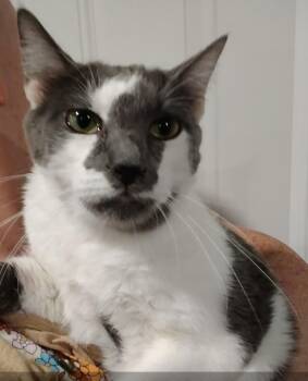 Andrew -  Domestic Short Hair Cat for Adoption in North Richland Hills, Texas - Andrew | PetCurious